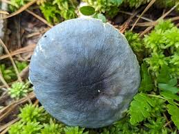 Image result for Indigofera mollicoma