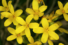 Image result for Sebaea pentandra