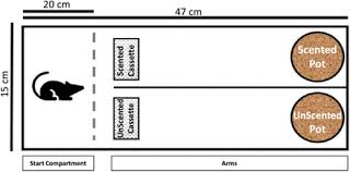 Nothing to show here at this time. Cancer Blues A Validated Judgment Bias Task Suggests Pessimism In Nude Mice With Tumors Biorxiv