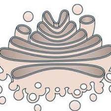 The golgi apparatus is sometimes referred to as the post office of the cell. it is responsible for packaging proteins into vesicles and sending them out to the correct destinations. Golgi Apparatus On Twitter My Nicknames Golgibody Golgi Golgicomplex