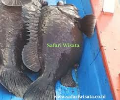 Cara mancing kakap putih di siang hari : 25 Spot Mancing Di Indonesia Terbaik Tempat Lokasi Trip Mancing Mania Safari Wisata International