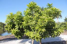 During world war ii, british pilots and crewmen were under training in the bahamas, and showed great fondness for this special fruit, they bought all they could find in the market. Pouteria Campechiana Trompo Canistel Or Egg Fruit