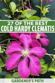 Perennial climbing flowers zone 4. The 27 Best Cold Hardy Clematis Varieties Gardener S Path