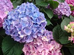 Frequent special offers.all products from hydrangea cut flowers category are shipped worldwide with no additional fees. Cut Flower Growers Looking At Hydrangeas For Perennial Blooms Gardening Lancasterfarming Com