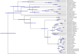Image result for Englerodendron
