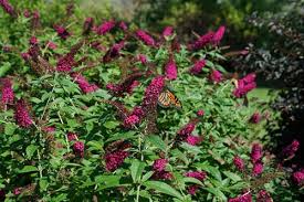 We did not find results for: Create A Beautiful Butterfly Garden Garden Design