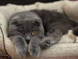 pin by lavrenovalyda on scottish fold munchkin cat french bulldog puppies scottish fold