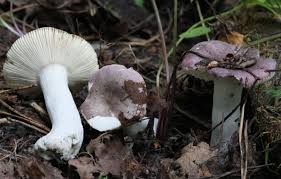 Image result for Russula perlactea