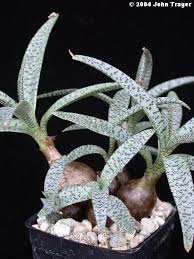 Image result for Ledebouria Unidentified sp. no6.