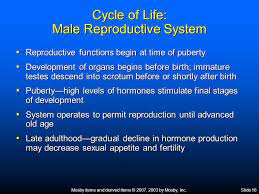 Mosby Items And Derived Items C 2007 2003 By Mosby Inc Slide 1 Chapter 31 Male Reproductive System Ppt Download