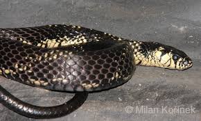 Image result for Spilotes pullatus