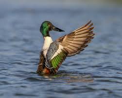 Northern Shoveler Wikipedia