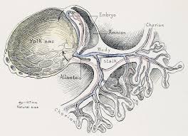 Image result for Umbilicus botryoides