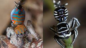 Madeline girard, a graduate student at uc berkeley, discovered the two species while in the field, nicknaming the brightly colored spider sparklemuffin and the other skeletorus after its. Sparklemuffin And Skeletorus Are Two New Spider Species