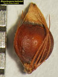 Image result for Rhynchospora brownii