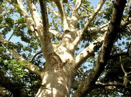 Image result for Ceiba