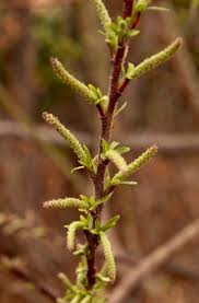 Image result for Antizoma angustifolia