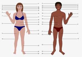 Female body type or women body types are the most amazing curves. Superhero Body Png Caricature Body Without Head Free Transparent Clipart Clipartkey
