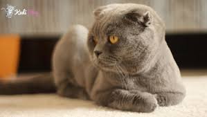 Kedi Yatagi Secimi Nasil Olmali En Iyi 5 Kedi Yatagi Modeli Kedi Blog