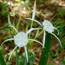 Image result for Hymenodictyon floribundum