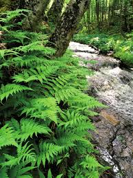 Image result for Pneumatopteris unita