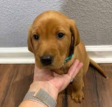 Southland puppies make awesome hunting dogs and/or wonderful family companions. Bell S Labradors Purebred Labrador Retrievers