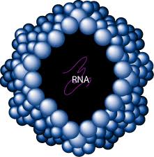Acute viral rhinitis, acute coryza drug susceptibility: Rhinovirus An Unstoppable Cause Of The Common Cold Scq
