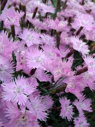 59148.01 dianthus gratianopolitanus bath's pink by fred michel. Dianthus Bath S Pink Bluestone Perennials