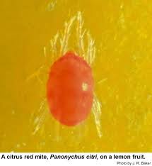 Image result for red mite