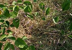 Image result for Pseudarthria