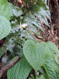 Image result for Cincinnobotrys