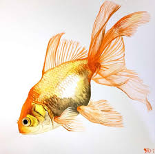 Black And Yellow Fish Drawing Goldfish Fancy Fins Watercolor By Goldfish Account On Deviantart Watercolor Fish Goldfish Watercolor Fish Painting