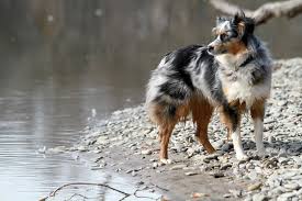 About an inch long and may stand slightly away from the surface of the skin. 27 Favorite Medium Dog Breeds Of 2019 From A Z The Dog People By Rover Com