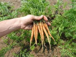 Picture Turotial And Info On Seeding And Growing Carrots Thinning Baby Carrots And When To Ha Growing Carrots Growing Tomatoes From Seed How To Plant Carrots