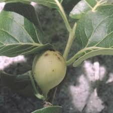 Image result for Coffea schliebenii