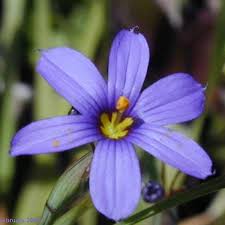 Image result for Syncolostemon sp. nov. aff. teucriifolius