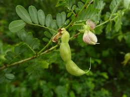 Image result for Ormocarpum