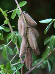 Image result for Crotalaria incompta