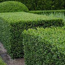 Potted boxwood should have irrigation as pots dry out quickly and are more prone to stress. Green Velvet Boxwood Premium Boxwoods Plantingtree