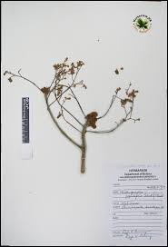 Image result for Hildegardia