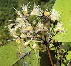 Image result for Syzygium komatiense