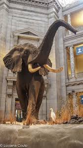 Museum Of Natural History Washington Dc Travel Smithsonian Museum Dc Travel