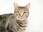 Domestic Shorthair Cat Information and Pictures - PetGuide