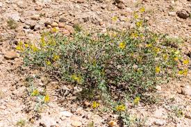 Image result for Adenolobus pechuelii