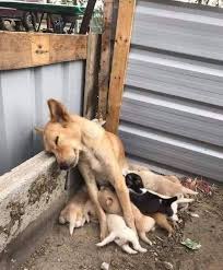 Mother's love for her puppy is unbreakable