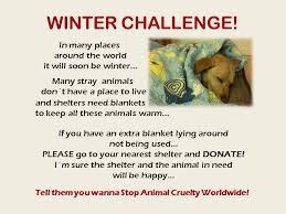 Donate Blankets To Your Local Shelter Dog Rescue Fundraising Animal Shelter Design Shelter Dogs