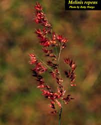 Image result for Melinis longiseta