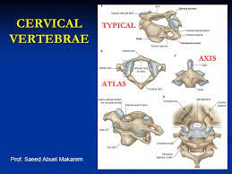 Atlas is a coordinate term of axis. Cervical Vertebrae Typical Axis Atlas Prof Saeed Abuel Makarem Ppt Video Online Download