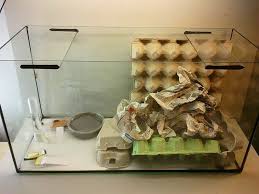 Ils se contenteront de fruits et légumes comme les endives, mâche, pissenlits, pommes, ou de. Vivarium Elevage Grillons Vivarium Food