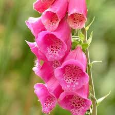 Foxglove Flower Essence Flower Essence Shop Crystal Herbs